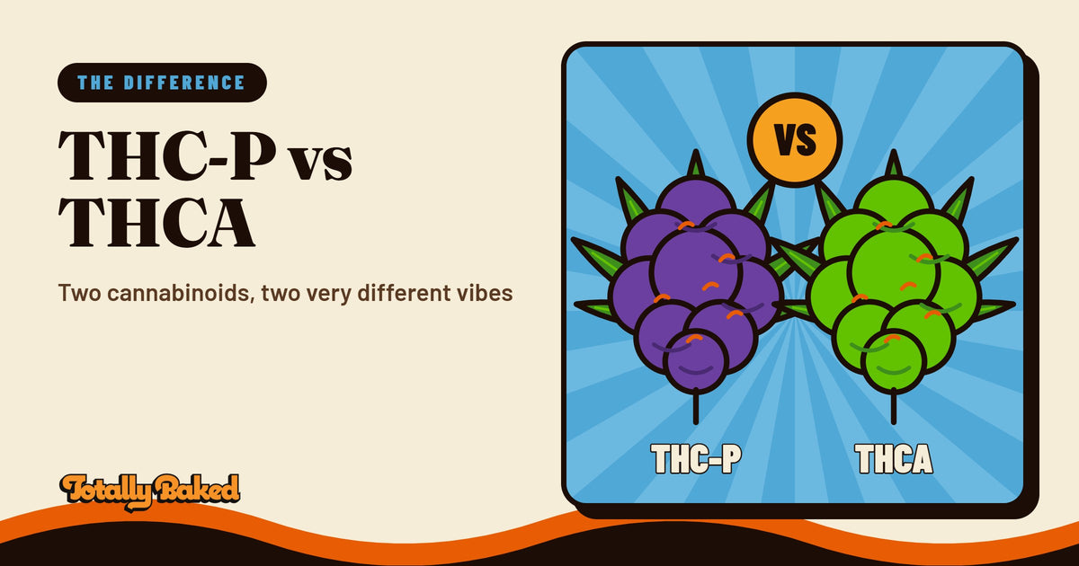 THC-P vs THCA: What's the Difference? | Totally Baked blog cover
